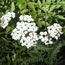 achillea